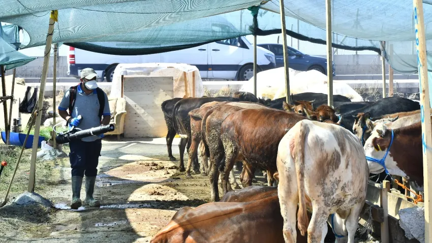 Büyükşehir'den sinek ve haşerelere karşı aralıksız mücadele