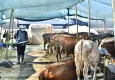 Büyükşehir'den sinek ve haşerelere karşı aralıksız mücadele
