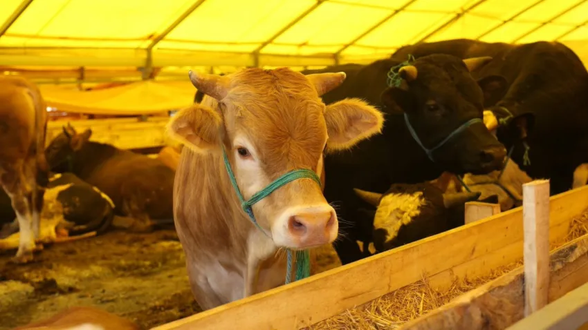 İstanbul kurban kesim yerleri 2024: İstanbul’da kurban pazarları nereye kurulacak? haberinin görseli