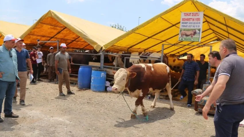 İzmir kurban kesim yerleri 2024: İzmir'de kurban pazarları nereye kurulacak? haberinin görseli