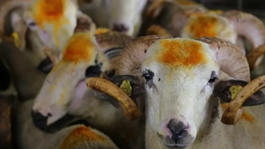 Manisa kurban kesim yerleri 2024: Manisa’da kurban pazarları nereye kurulacak? haberinin görseli