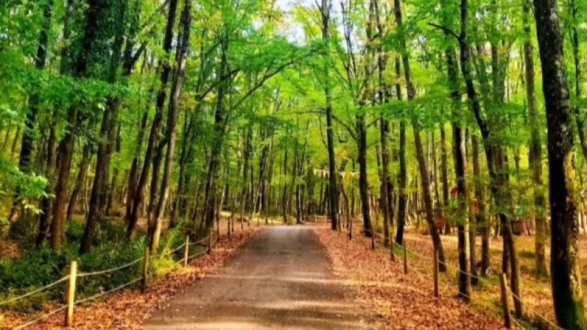 Orman yangınlarına karşı önlem: Ormanlık alanlara giriş kısıtlandı