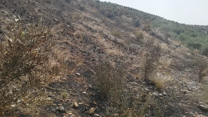 Yangın sonrası afet bölgesi ilan edildi: Aydın’da hasar tespit başvuruları başladı haberinin görseli