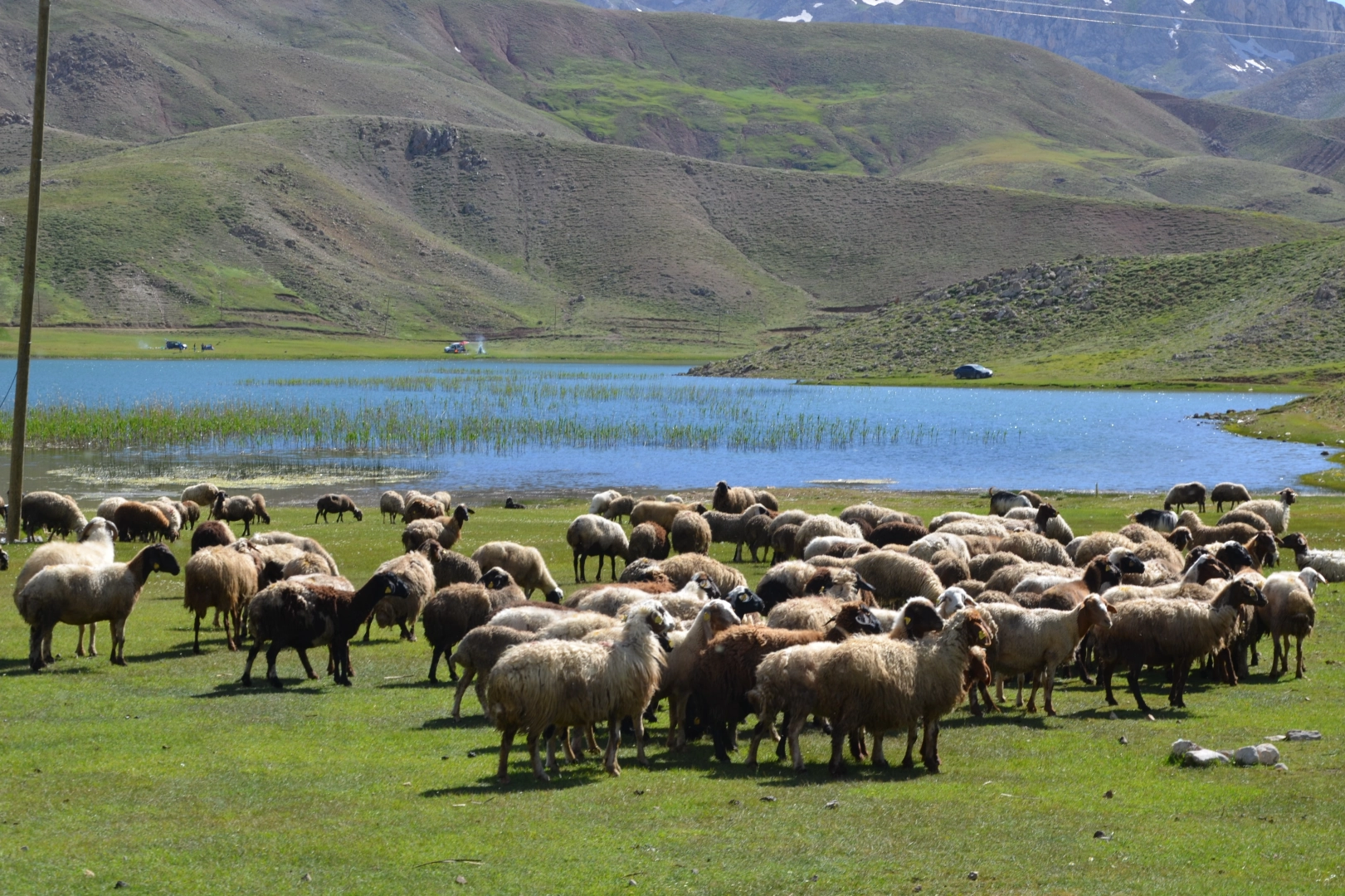 Havalar ısındı, Antalya'da Yörüklerin yayla serüveni başladı