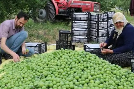 Hasat başladı: Fiyatı 80 TL... Üretici endişeli!