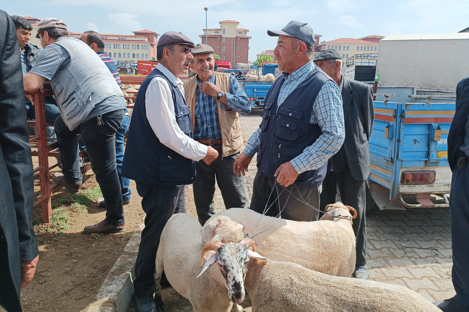 Afyon’da Kurban Bayramı heyecanı: Kurbanlıklar müşterilerini bekliyor