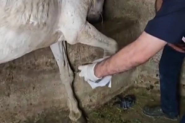 Ayağına çivi batan ve terk edilmiş at bölye kurtarıldı