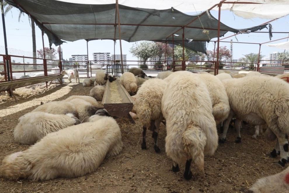 Kurban Bayramı yaklaşırken uzmanı anlattı: İşte et tüketiminde doğru bilinen yanlışlar