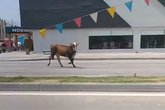 Bursa'da kurbanlıklar firarda!