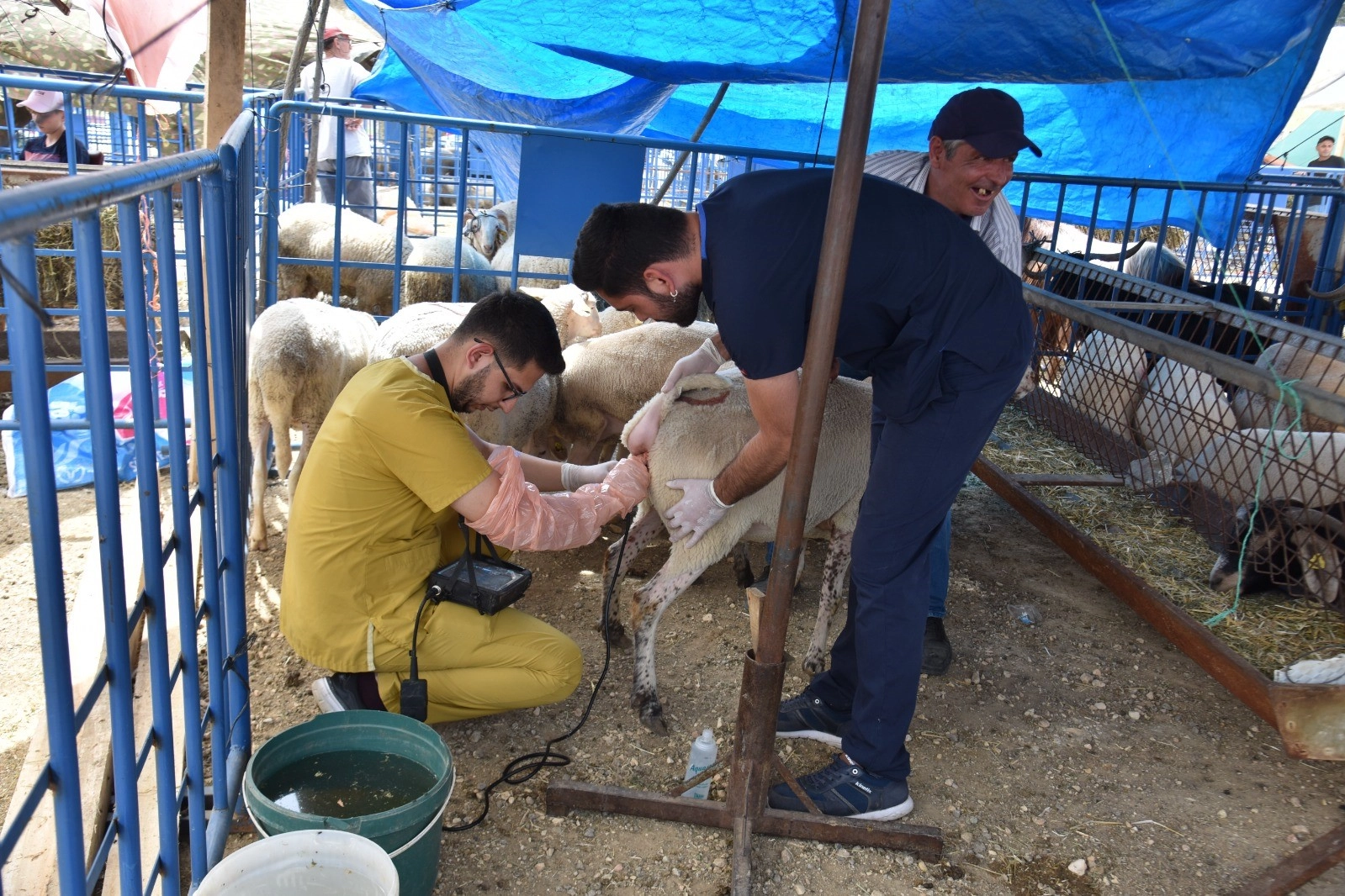 Hayvan pazarında kurbanlık hayvanlara gebe testi yapıldı