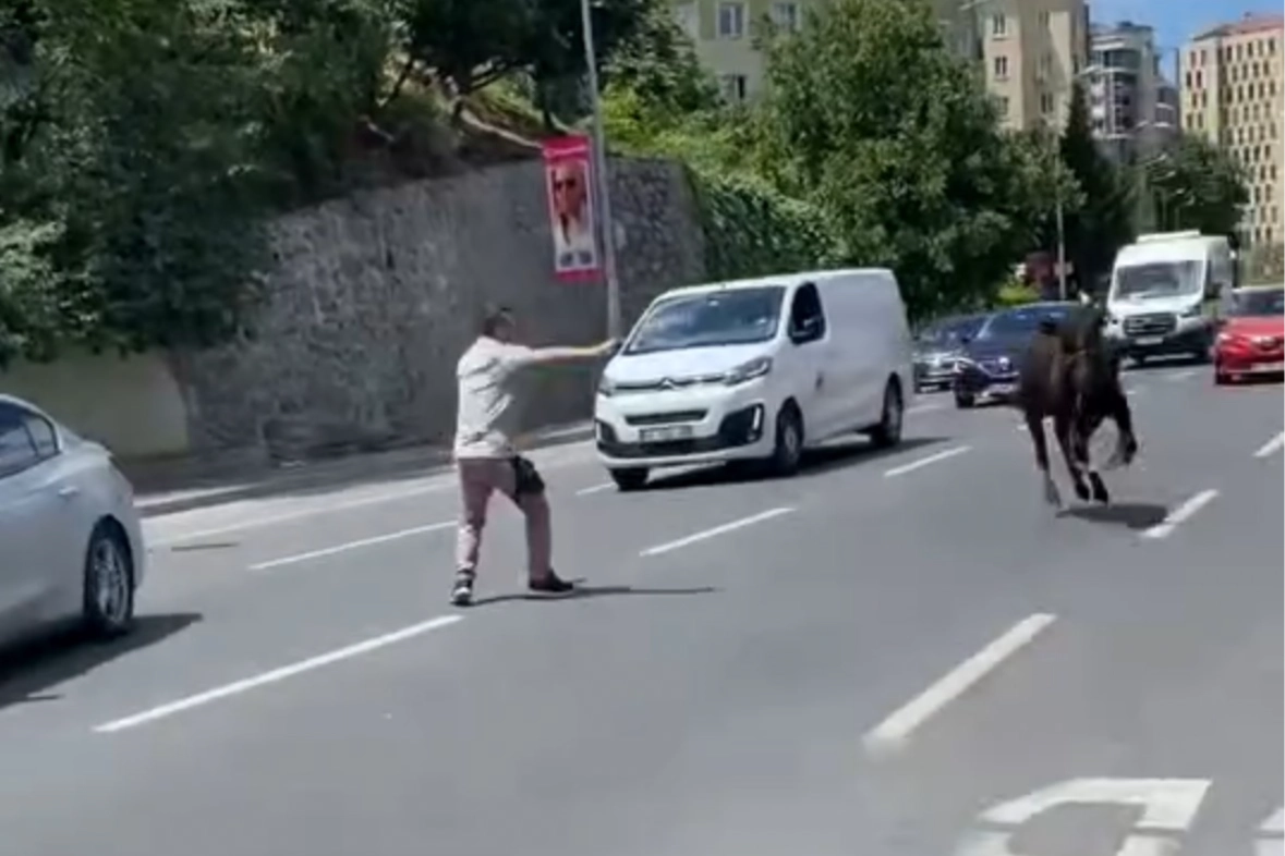 Kurbanlık dana firarda: Kağıthane’den Sarıyer’e…İki ilçe değiştirdi, trafiği birbirine kattı