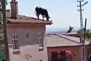 Kurbanlık büyükbaş hayvan kesimden kurtulmak için çatıya çıktı haberinin görseli