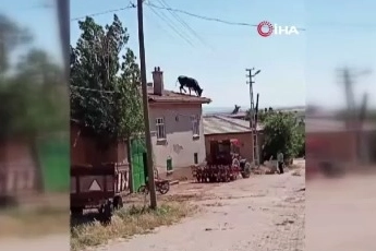 Kurbanlık büyükbaş hayvan sahibinden kaçarak çatıya çıktı