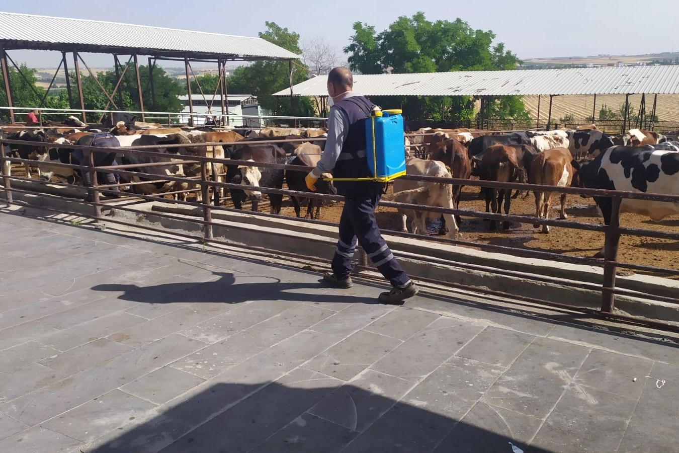 Kurban satış ve kesim yerleri ilaçlanıyor