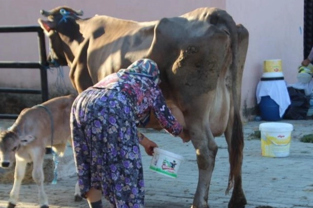 Süt üreticisine bayram ve resmi tatiller zehir oluyor haberinin görseli