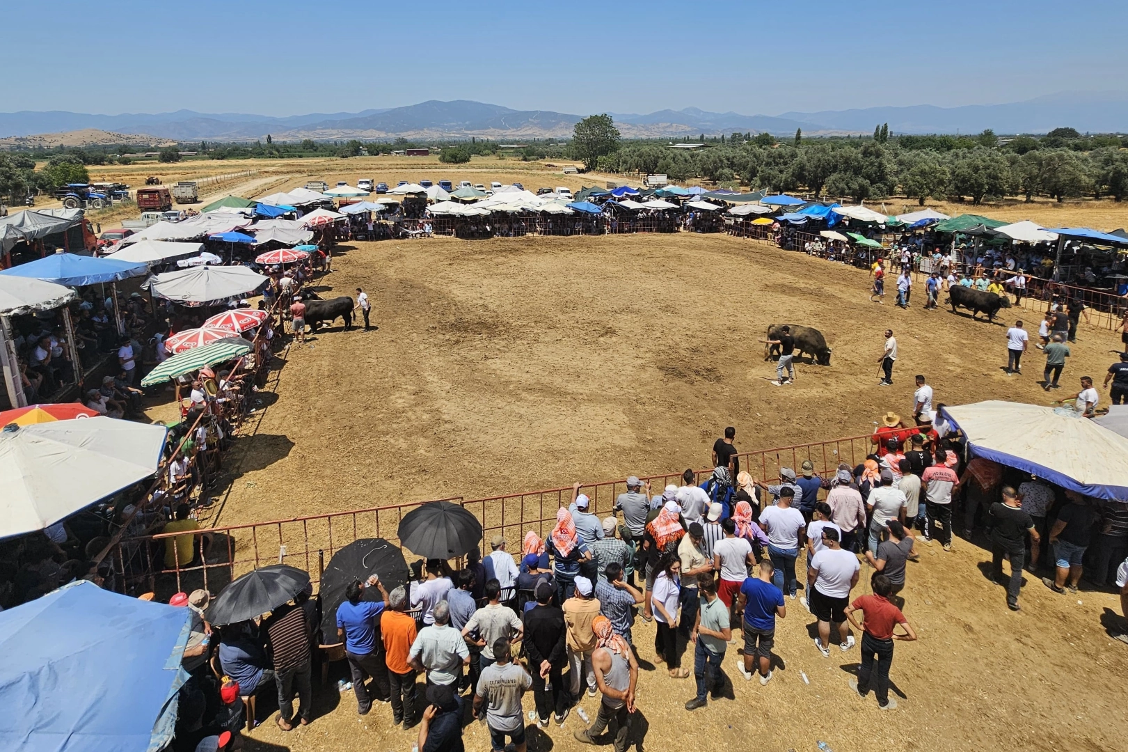 Tire'de Geleneksel Boğa Güreşi Şenliği gerçekleştirildi haberinin görseli