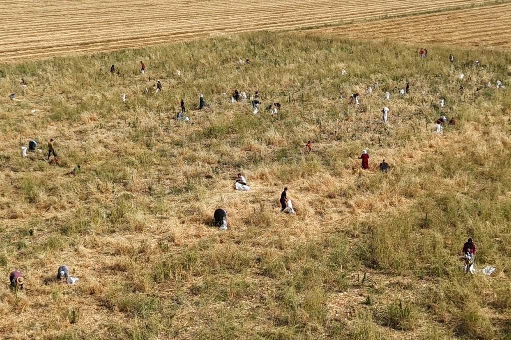 Ektiği soğanlar elinde kalınca ücretsiz dağıttı