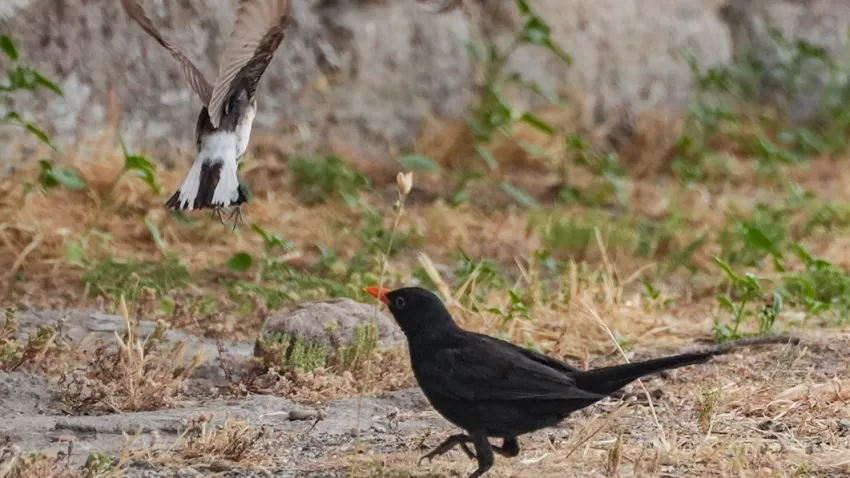 Bergama Akropolü'nün sevimli kuşları