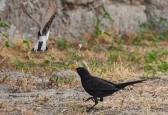 Bergama Akropolü'nün sevimli kuşları galerisinin önkapak görseli
