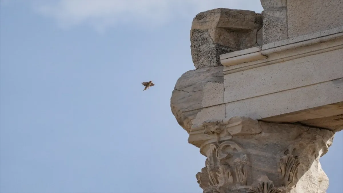 Bergama Akropolü'nün sevimli kuşları - 540153