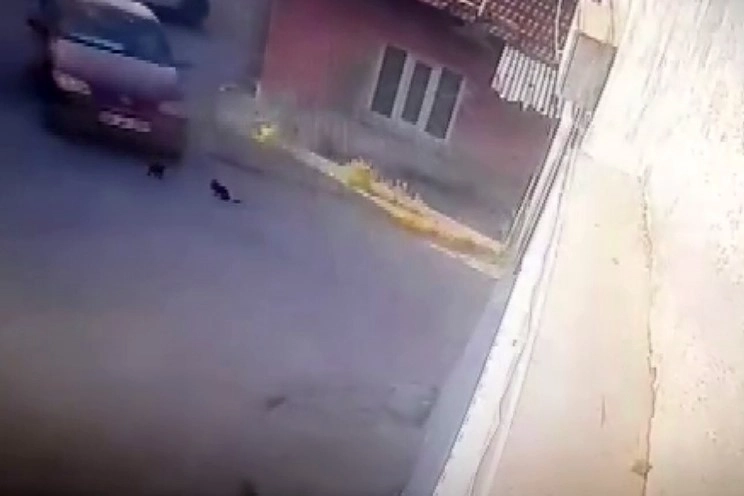 Yavru kedileri aracıyla ezdi! haberinin görseli