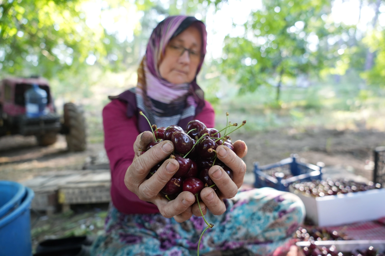 Coğrafi işaretli Keles kirazında son hasat yüzleri güldürdü