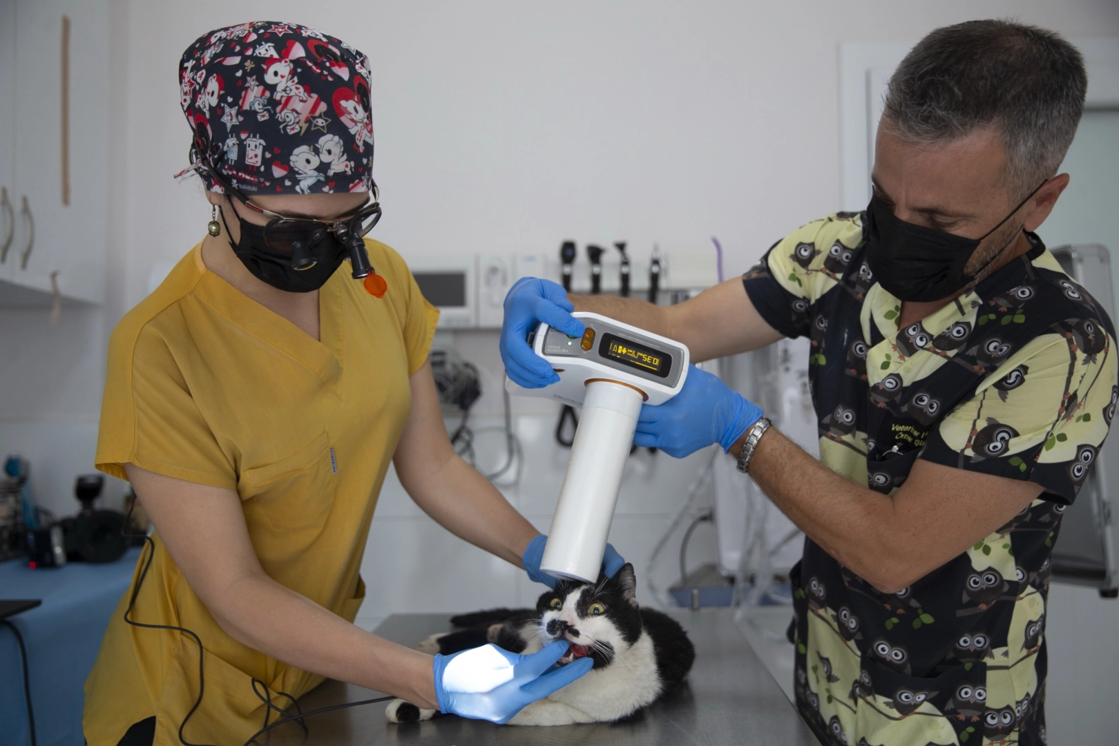 Konak Belediyesi'den kedilere diş bakımı