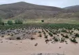 Bayburt'u dolu ve sağanak vurdu: Ekili alanlar sular altında