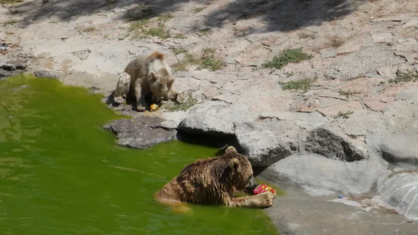 Gaziantep'te hayvanlar buzlu kokteyl ile serinliyor