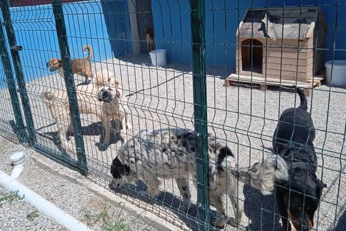 Gizlenen ve münferitmiş gibi yansıtılan barınak gerçekleri: Susmuyoruz, korkmuyoruz!