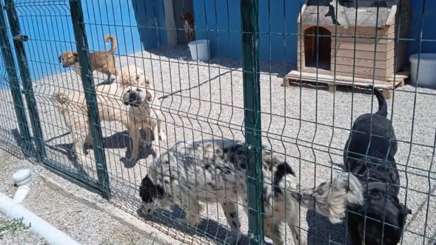 Gizlenen ve münferitmiş gibi yansıtılan barınak gerçekleri: Susmuyoruz, korkmuyoruz! haberinin görseli