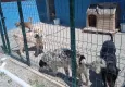 Gizlenen ve münferitmiş gibi yansıtılan barınak gerçekleri: Susmuyoruz, korkmuyoruz!