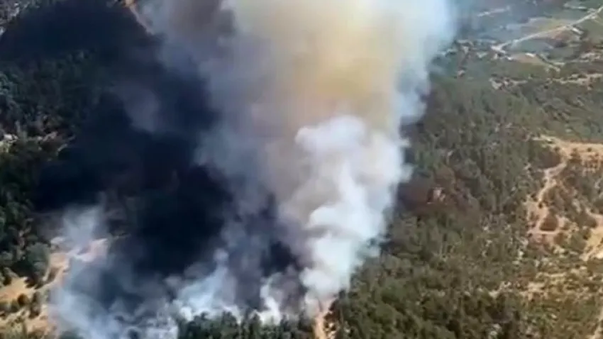 İzmir haber: Ödemiş'te orman yangını