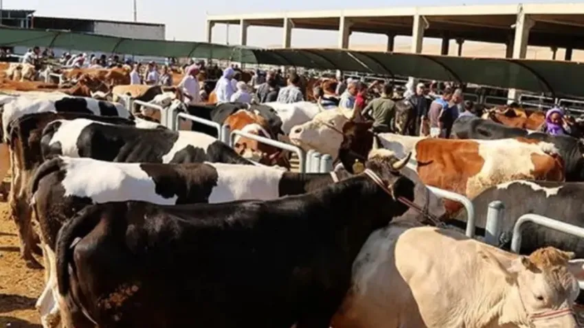 Yoğun ithalata rağmen kesim fiyatları değişmiyor haberinin görseli