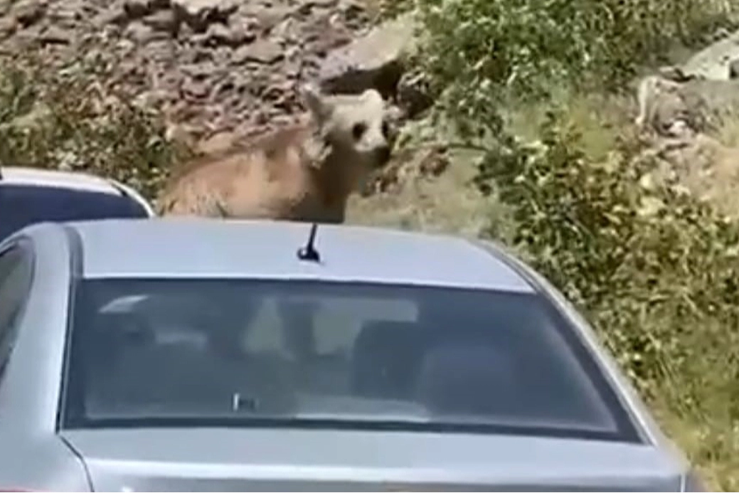 Nemrut’un maskot ayıları arabaların üzerine çıktı