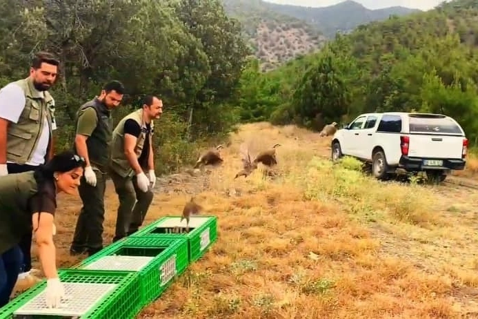 Sinop'ta 300 kınalı keklik özgürlüğüne kavuştu