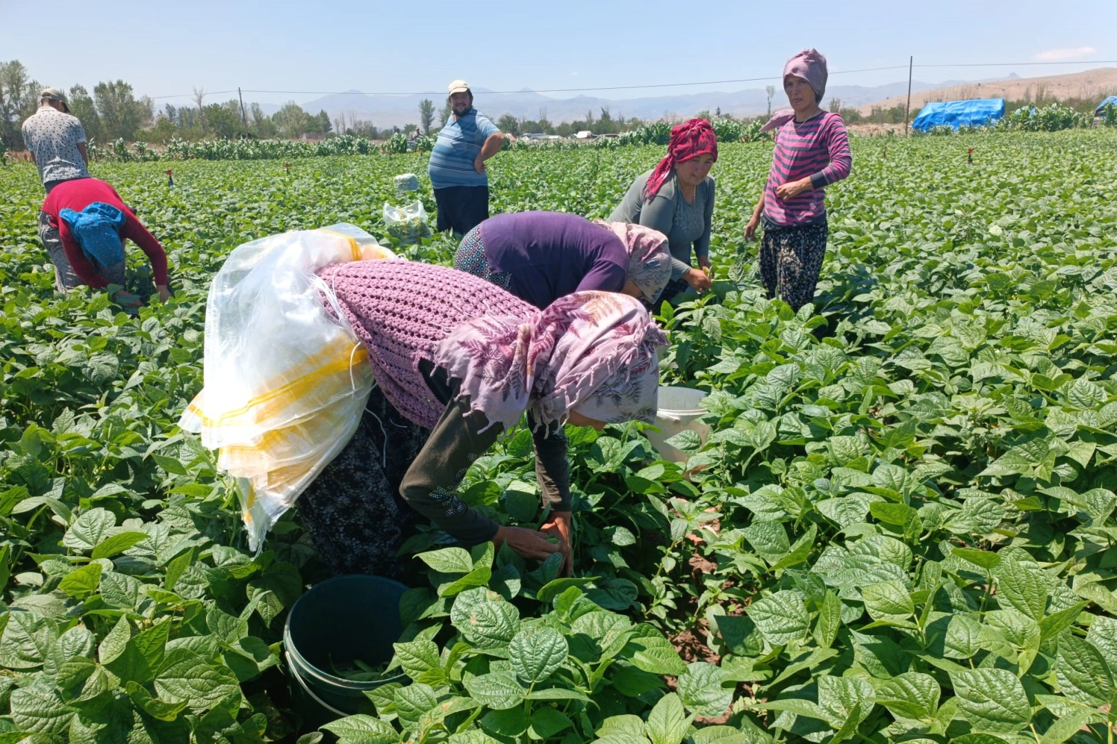 Afyonkarahisar'da fasulye fiyatları çakıldı: Üreticiler endişeli