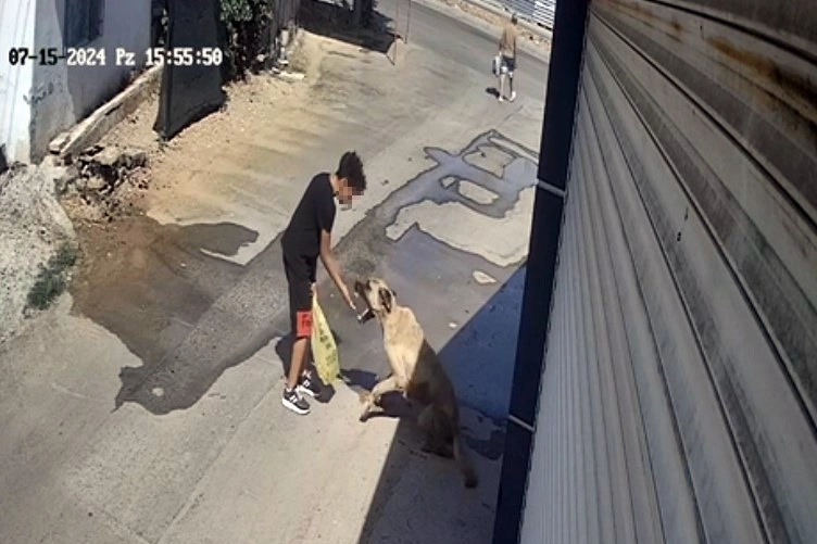 Beslemek isterken saldırya uğradı: Küçük çocuk sokak köpeğinden elini zor kurtardı haberinin görseli