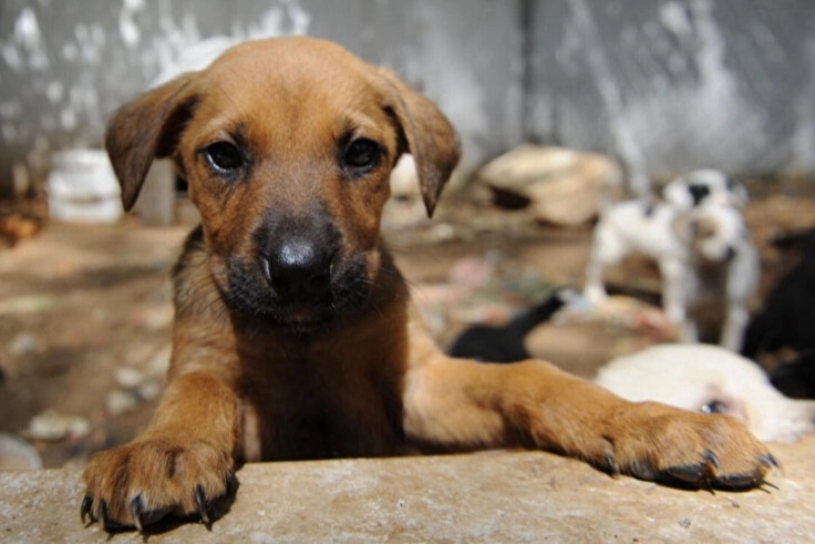 Yeni yasa teklifine tepkiler büyüyor: Tecavüz eden insan, hesap veren köpek