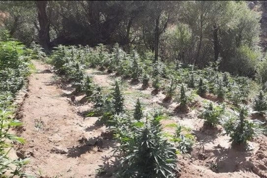 Bingöl'de jandarmadan dev operasyon:  Yüzlerce yasaklı madde ele geçirildi haberinin görseli