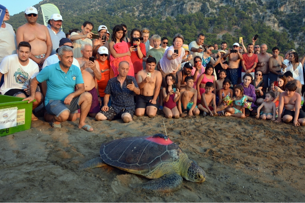 Tedavileri tamamlanan deniz kaplumbağaları denize salındı