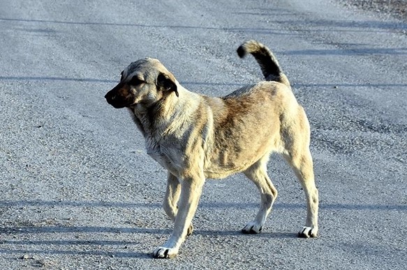 AK Parti Sözcüsü Çelik’ten sokak köpeklerine ilişkin açıklama: Sokaklarımızın güvenli hale gelmesidir arzumuz. Bu yasanın da amacı budur