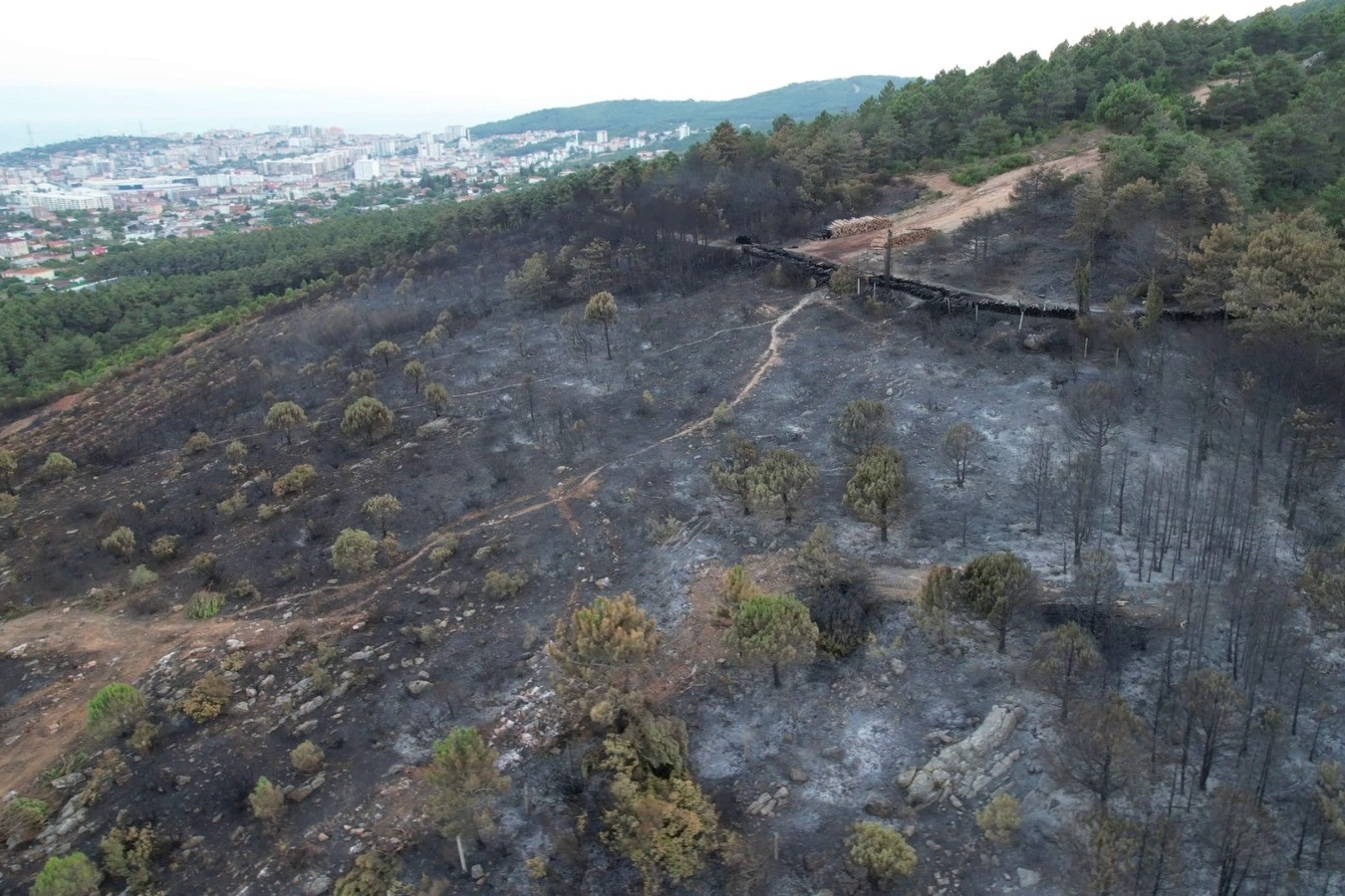Aydos Ormanı’nın son hali yürekleri burktu haberinin görseli