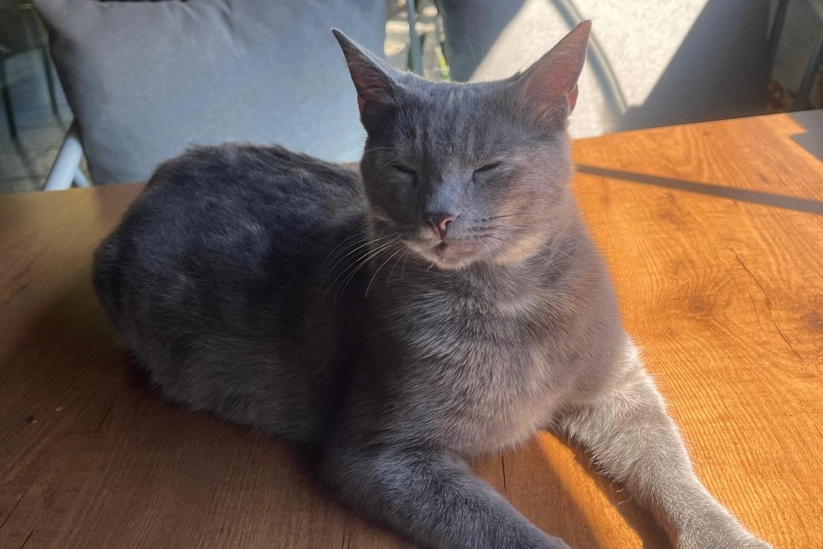 İstanbullu kedi esnafı canından bezdirdi haberinin görseli