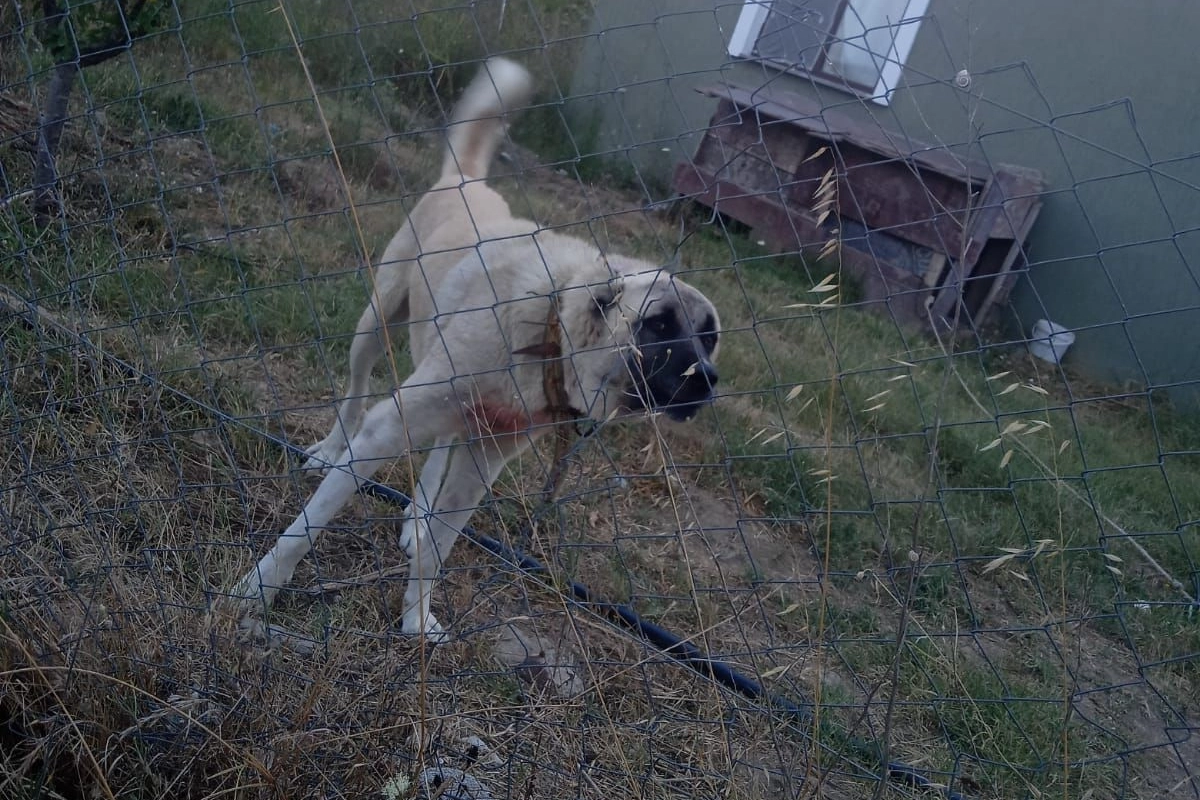 Bursa’da Kangal köpeği saldırısı: Tarlasını sulamaya giderken ölümden döndü haberinin görseli