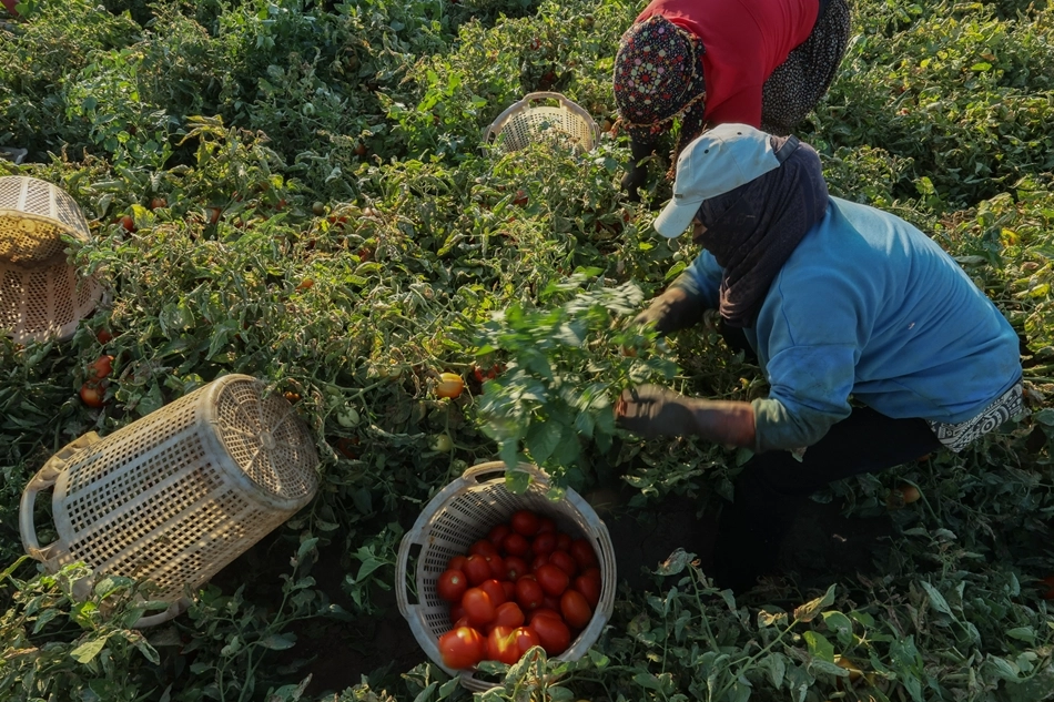 Onca emeğin karşılığı: 2 TL