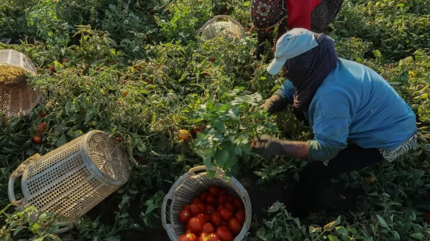 Onca emeğin karşılığı: 2 TL