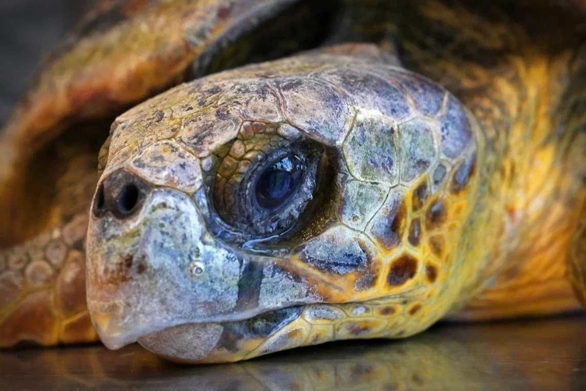 İzmir'de bitkin haldeki caretta caretta tedavi altına alındı