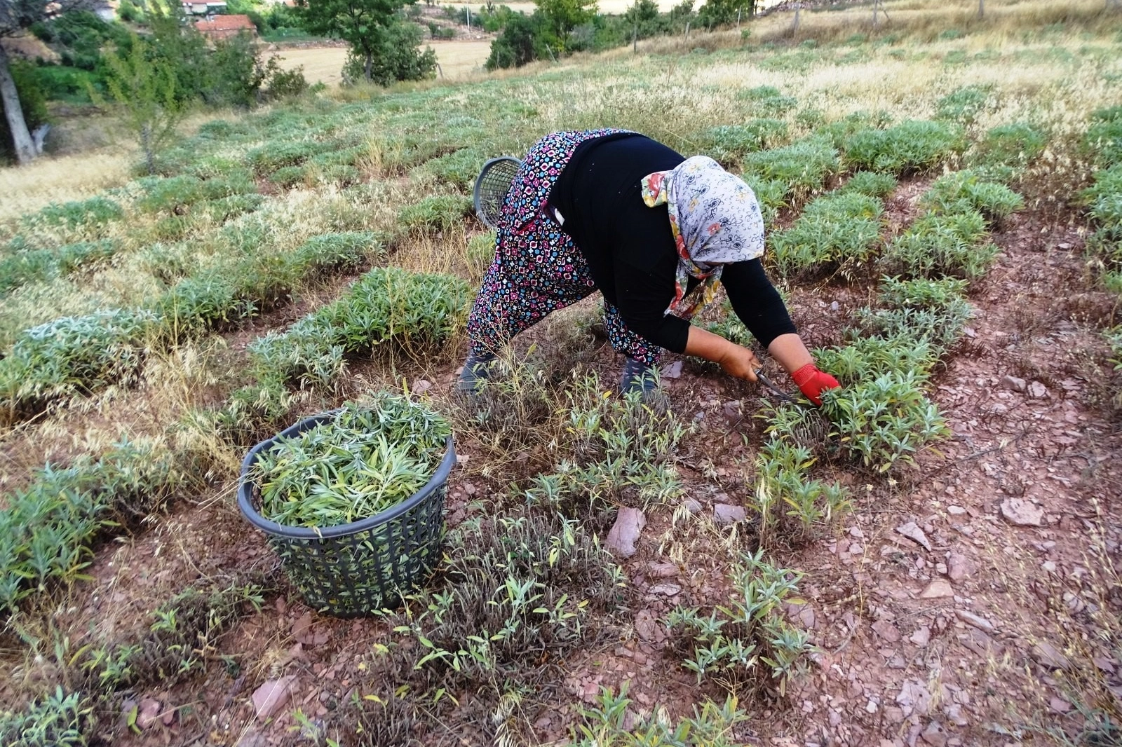 Kütahya'nın adaçayı üretim merkezi: Hisarcık'ın Karbasan Köyü hasat döneminde