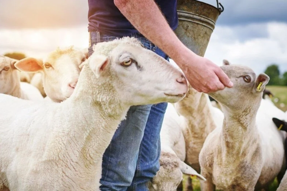 Keçi vebası nedir? Keçi vebası belirtileri nelerdir? Keçilerde veba hastalığı tedavisi